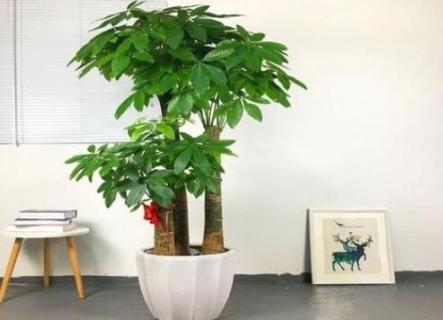 发财树皮全剥了还可以活吗（发财树皮都烂了剥了皮还能活吗?）