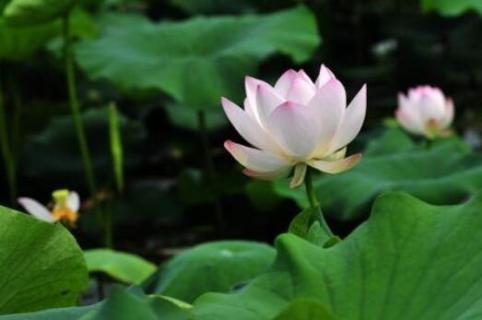 水生植物有哪些（夏天水生植物有哪些）