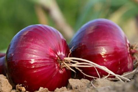 一个洋葱能种出几个来 洋葱种一个长一个吗