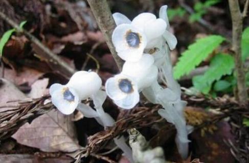 寄生植物有哪些(寄生植物有哪些?)