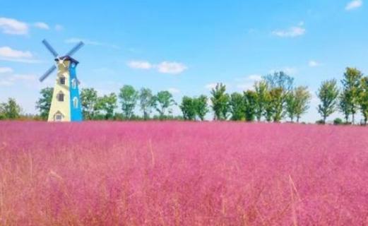 粉红草是什么植物 粉红草是什么植物的花