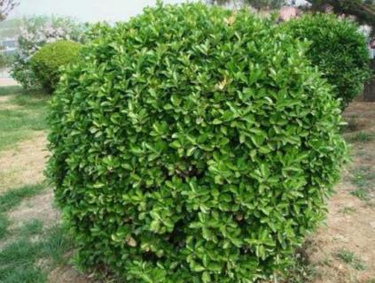 盆景七贤是哪几种 盆景七贤是哪几种树七