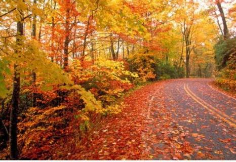 枫叶几月份变红（枫叶几月份开始变红）