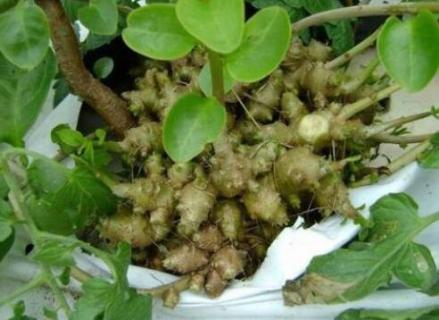 野生三七长什么样子 野生三七长什么样子图片大全