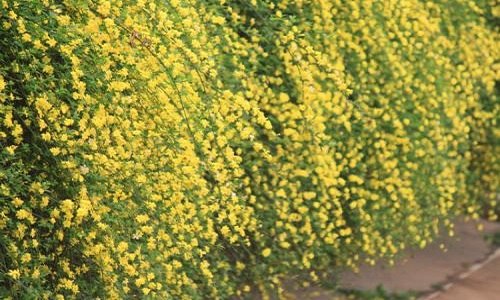 迎春桃花芙蓉都是春天开的花吗（迎春桃花芙蓉都是春天开的花吗对吗）