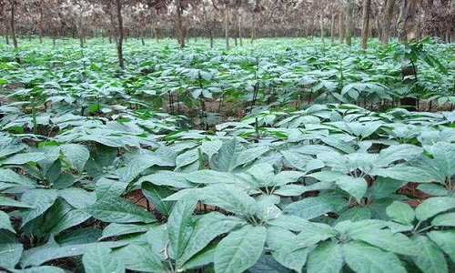 三七植物长什么样子（三七植物长啥样）