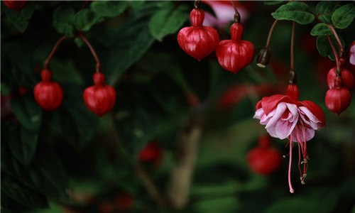 灯笼花冬季如何养护 灯笼花花期养护