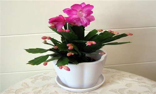 蟹爪兰软趴趴的是怎么回事 蟹爪兰软趴趴的怎么办