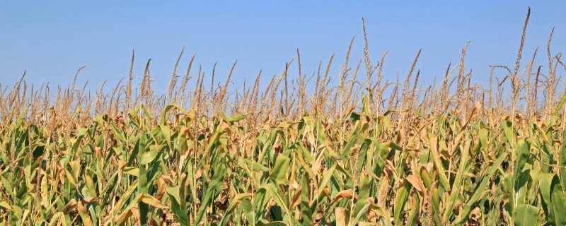 玉米常见的病虫害有哪些 玉米常见的病虫害有哪些图片