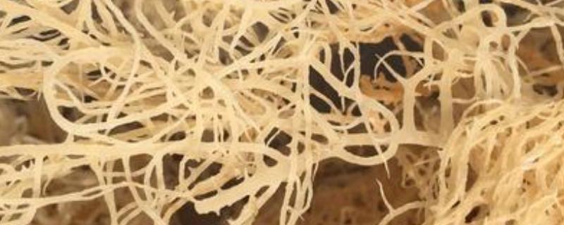 龙须菜是海里的吗（龙须菜长什么样子的海里面）