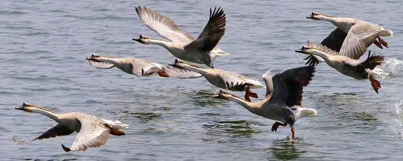 大雁吃什么食物，附大雁的饲料分类（大雁主要吃什么食物）