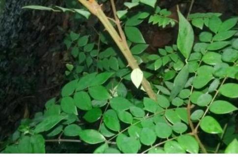 杆是指什么科植物茎 植物的茎杆的主要成分