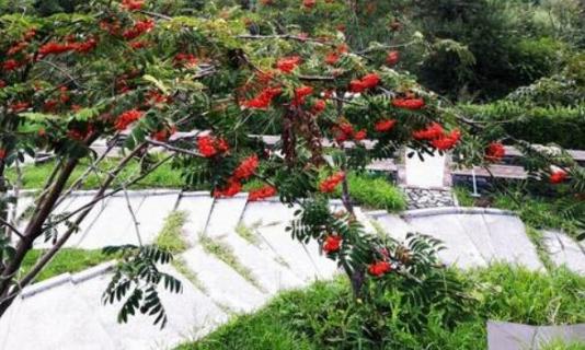 花楸树的种子怎么传播（花楸种子处理方法）