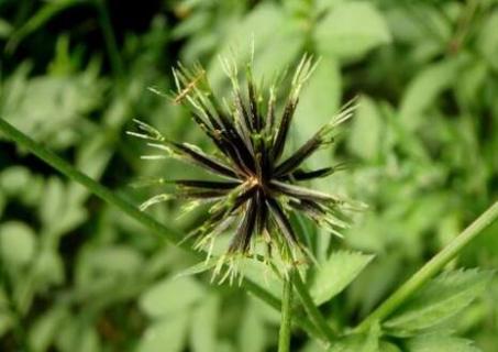 鬼针草靠什么传播种子的 鬼针草靠什么传播种子的方法