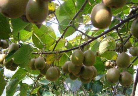 狲猴桃叶发黄的原因（猕猴桃黄叶是怎么回事）