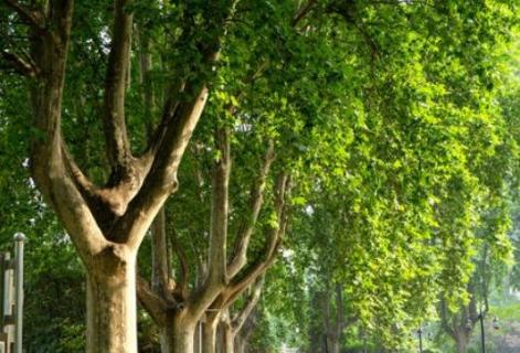 梧桐树开花吗(梧桐树开花结果吗)