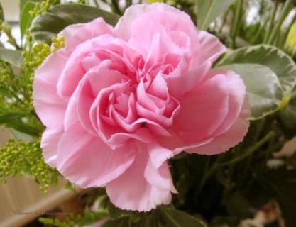 切花品种有哪些（切花品种有哪些图片）