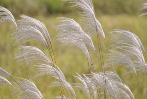 芦花飞时是什么季节 芦花飞扬是什么季节
