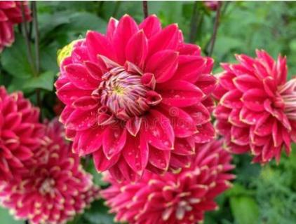 白露这个节气有什么植物（白露节气有哪些植物）