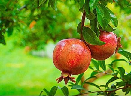 石榴在树上裂开是怎么回事 石榴在树上裂开是怎么回事啊