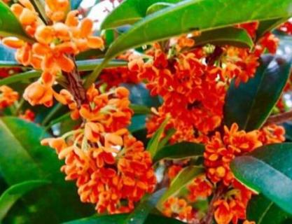 红色桂花树是什么品种 红色的桂花树叫什么