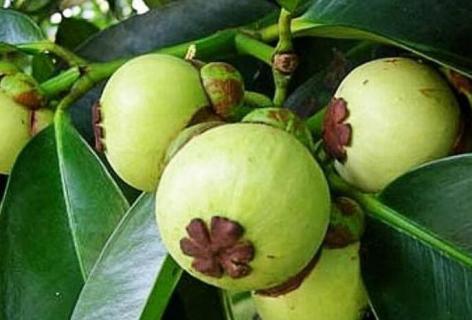 山竹长在土里还是树上 山竹长在土里还是树上视频