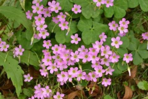 醡浆草与酢浆草有什么不同（醡浆草还是酢浆草）