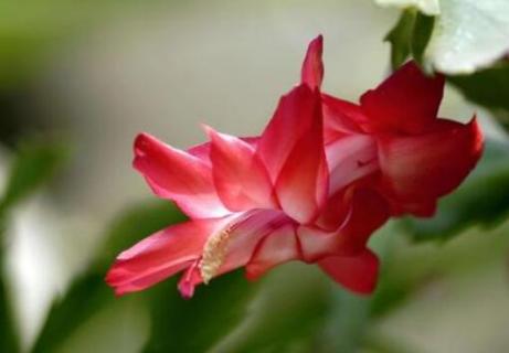 蟹爪兰烂根后如何快速生根 蟹爪兰烂根后如何快速生根呢