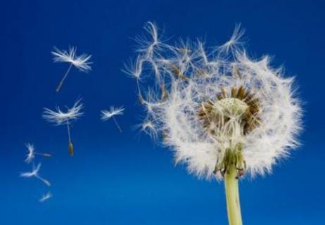 蒲公英是蓟类植物吗（蒲公英是蓟类植物吗图片）