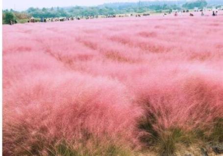 粉黛子什么时候开红花（粉黛子花期是什么时候）