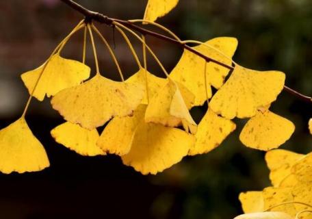 银杏和水杉是一种树还是两种树（银杏和水杉是一种树还是两种树呀）