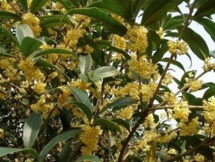 桂花树不开花的解决方法