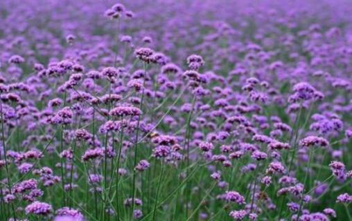 马鞭草长什么样 马鞭草长什么样,治什么病?