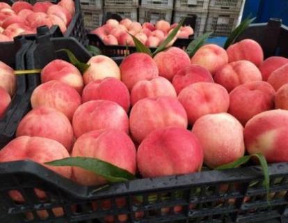 映霜红桃什么时候摘袋 映霜红桃什么时候摘袋合适