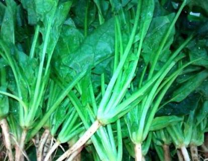 菠菜种子直接撒土里能发芽吗（菠菜种子直接撒土里能发芽吗香菜怎么种）