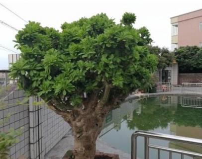 什么树是万能嫁接树（什么树是万能嫁接树,扶桑花用什么砧木嫁接）