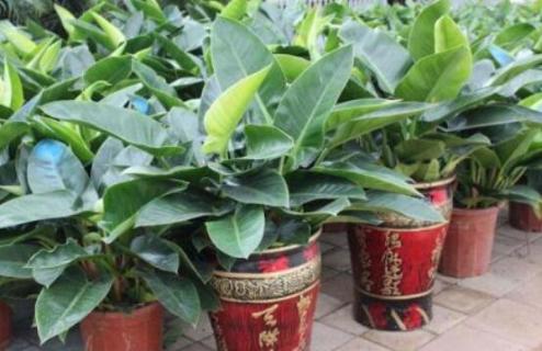 泰钻植物有什么作用 植物泰钻与金钻的区别