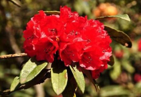 马缨什么时候开花 马缨什么时候开花结果