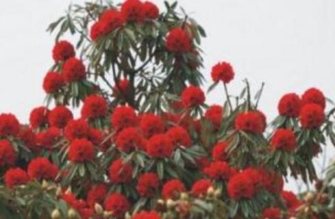 马缨是什么树 马缨是树吗