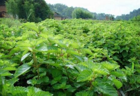 烧仙草的草长什么样子(烧仙草长什么样子?)