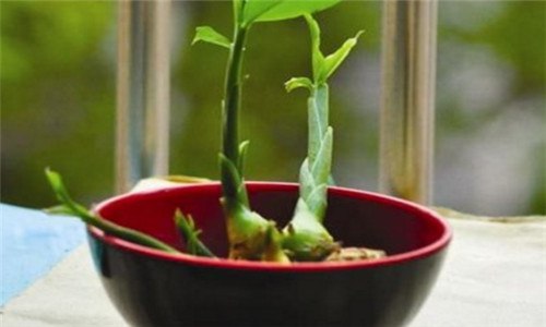 姜什么时候种,什么时候收获（姜什么时候种什么时候收获）