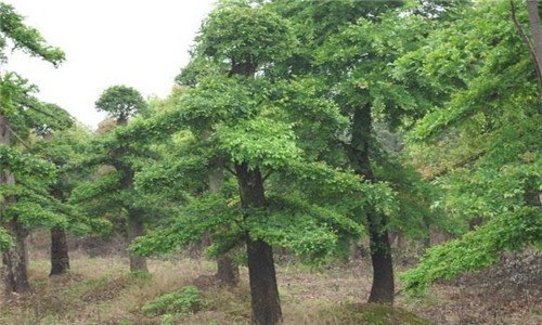 榆树上能嫁接什么果树（榆树上能嫁接什么果树呢）