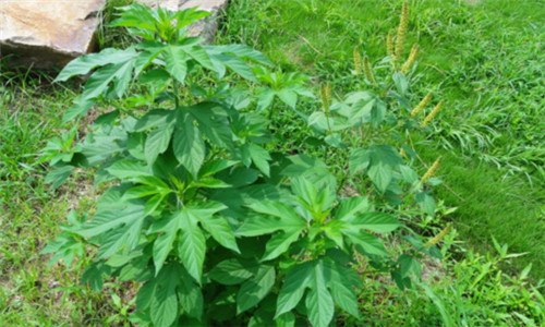 豚草是什么植物（普通豚草是什么植物）