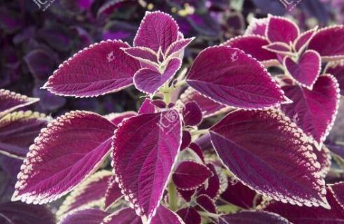 五彩苏和彩叶草的区别 紫苏和彩叶草的区别