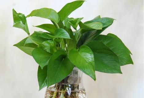 绿萝黄叶子是什么原因,怎么办?（绿萝黄叶子是怎么回事）