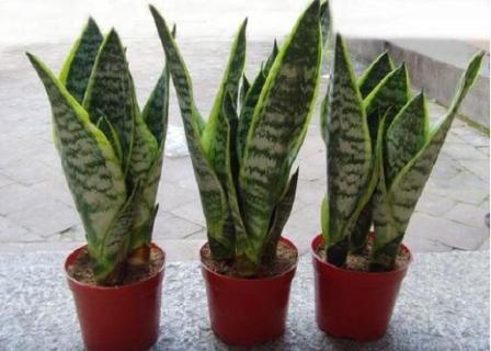 虎皮兰怎样扦插（虎皮兰怎样扦插视频）