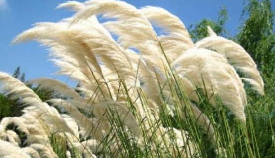 荻花和芦苇花的区别 荻花和芦苇花的区别是什么