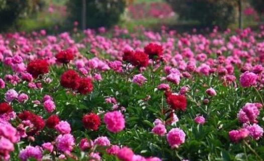 地栽芍药冬天会冻死吗 地栽芍药冬天会冻死吗视频