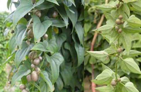 山药豆和山药是一棵上长的吗（山药豆是在树上长的吗）