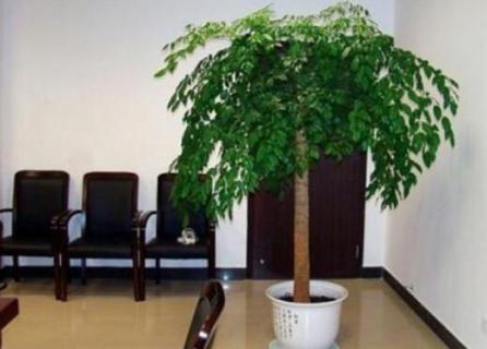 幸福树叶子全干了能活吗(幸福树叶子都干了还能活吗)